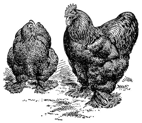 Partridge Cochins Chickens ~ Free Vintage Clip Art - The Old Design Shop