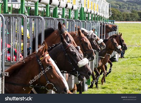 What Happens To Horses After They Race at Lori Chambers blog