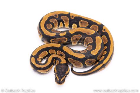 Image result for Za Reptiles Ball Python