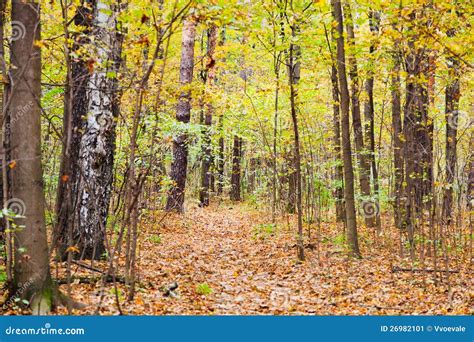 Leaf Litter Path in Autumn Forest Stock Image - Image of deciduous ...
