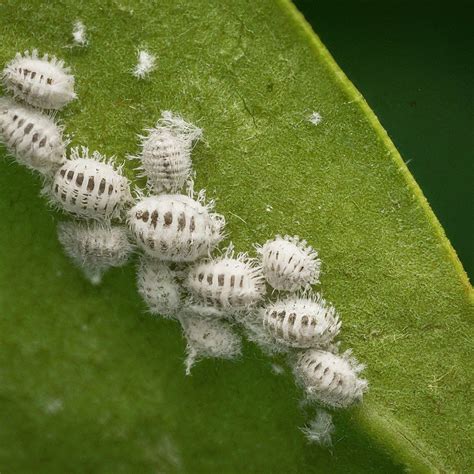 Mealy Bug Control Strategies for a Thriving Garden | Soiled India