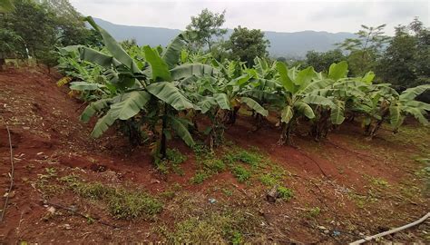 MEGH MALHAR AGRO TOURISM (Pune) - Cottage Reviews, Photos, Rate ...