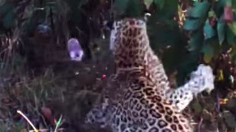 Image result for Leopard Fights Python