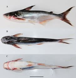 ICAR-NBFGR discovers a new catfish species of genus Pangasius, from ...