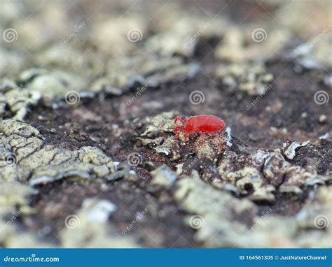 Red Velvet Mite on Lichen 1 Stock Image - Image of meadow, closeup ...