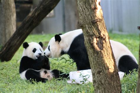 Giant Panda Cub Xiao Qi Ji Livestream | Smithsonian