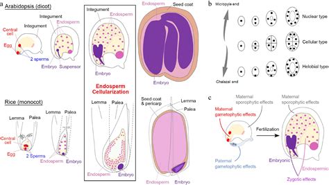 Seed Development 的图像结果