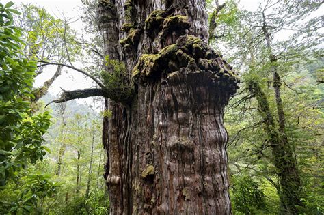 Cet arbre est le plus vieil arbre du monde. Et il a beaucoup à nous ...
