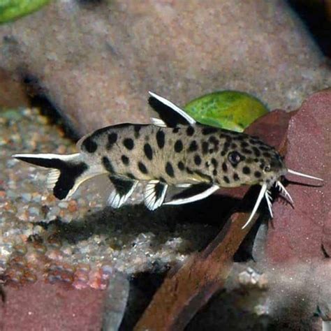 SYNODONTIS PETRICOLA (3cm)