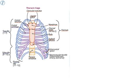 Labeled Thoracic Cage
