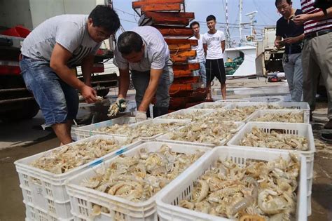 休渔结束开海了！大批海鲜已在沧州上岸，价格会降低…一组舔屏图片带你去看
