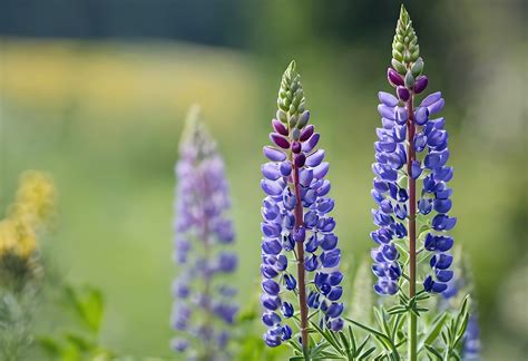 Lupine Flowers Wildflowers Free Stock Photo - Public Domain Pictures