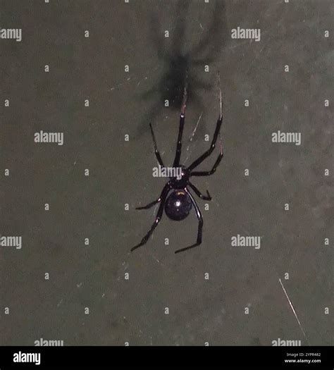 Western Black Widow (Latrodectus hesperus Stock Photo - Alamy