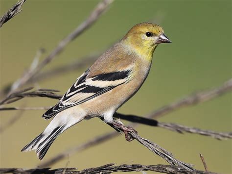 American Goldfinch - NestWatch