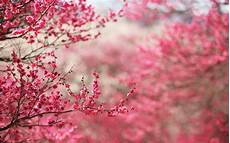 Nature Cherry Blossom Laptop Wallpaper by Cherry Blossoms Hd Wallpapers Hd Wallpapers Nature Cherry Blossom Laptop Wallpaper