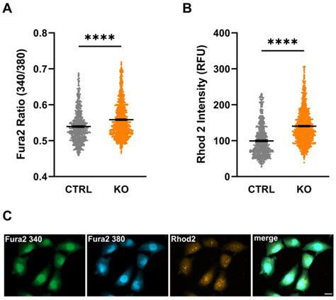 Impact of Translocator Protein 18 kDa (TSPO) Deficiency on ...