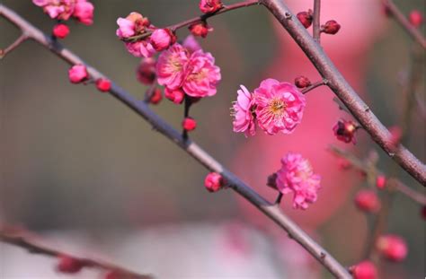 最长寿的梅花——湖北黄梅县晋梅，湖北旅游必去景点之一_师雄