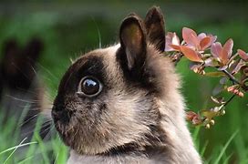 Image result for Baby Netherland Dwarf Bunny