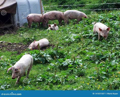 Mountain Pig Stock Photos - Download 946 Royalty Free Photos