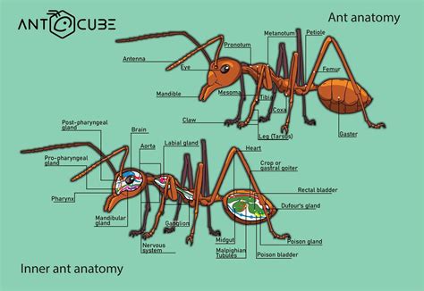Ant Body Diagram Breakdown by Parts