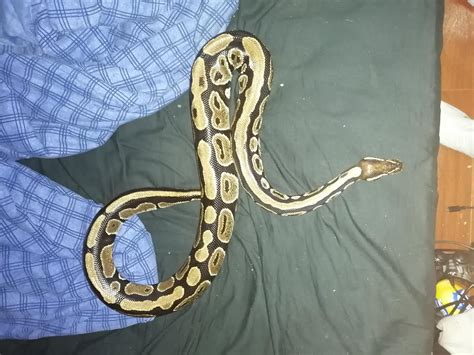 Image result for My First Ball Python