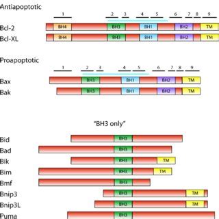 Bcf2 Structure 的图像结果