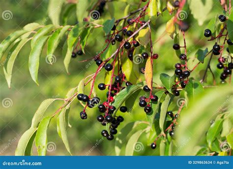 Prunus Serotina, Wild Black Cherry Berries Closeup Selective Focus ...