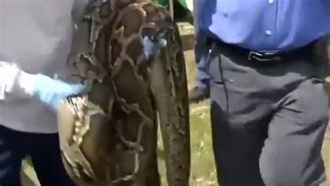 Image result for Catching Python Snakes