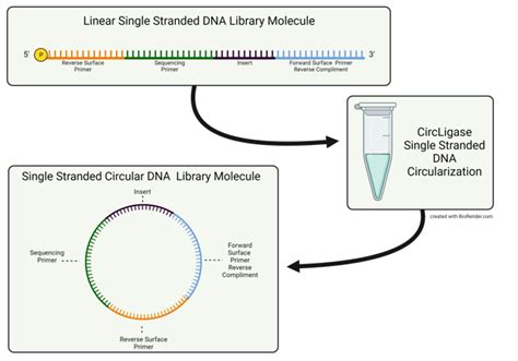 DNA Library Prep Protocol 的图像结果