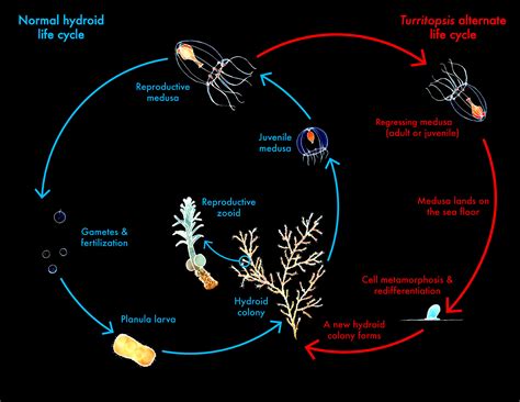 Jellyfish Life Cycle Diagram