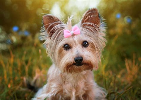 Download Animal Yorkshire Terrier HD Wallpaper - lifespan of yorkshire terrier