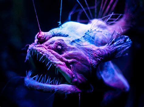 Image result for Terrifying Deep Sea Fish