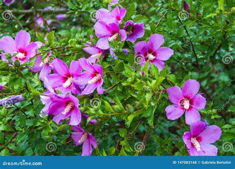 Hibiscus Syriacus Under the Rain National Flower of South Korea Stock ...