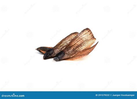 Set of Nature Pine Seeds with Wings and Nuts Isolated on White ...