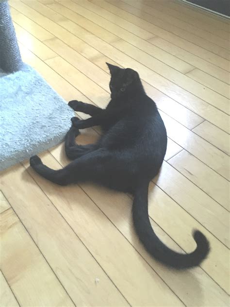 Cat Tail Movement Meaning 8 Secret Communication Signs