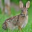 Image result for Eastern Cottontail Rabbit Food