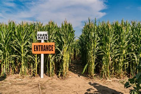 Corn Maze 的图像结果