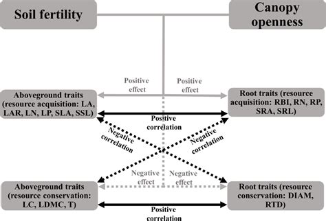 Frontiers | Linking Aboveground Traits to Root Traits and Local ...