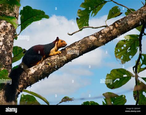 Malabar Giant Squirrel also known as the Indian Giant Squirrel, Ratufa ...