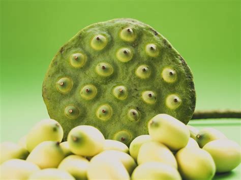 Close-up Of Lotus Pods And Seeds Free Stock Photo - Public Domain Pictures
