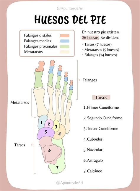 Huesos del pie | Anatomía médica, Anatomia y fisiologia humana, Libros ...
