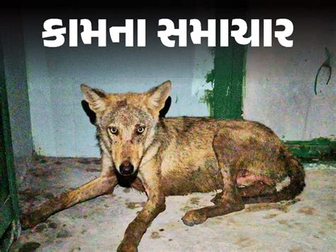 What to do if a wild animal attacks, 5 safety steps that will keep you safe
