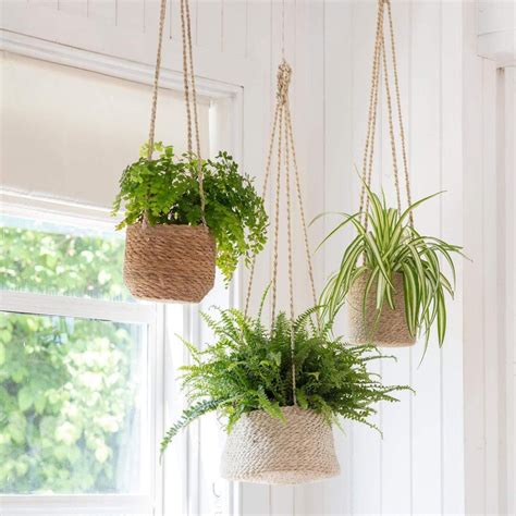 Best Indoor Hanging Baskets at Kathaleen Velasquez blog