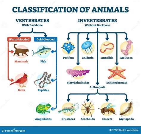 Classification Animals Stock Illustrations – 150 Classification Animals ...