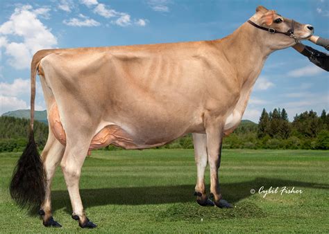 Jersey Cow Origin - Farm House