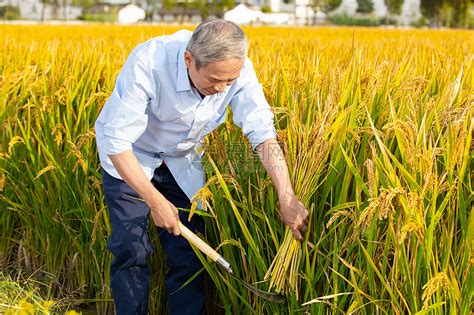 稻田里收割稻谷的农民高清图片下载-正版图片501689364-摄图网