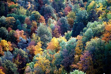 Temperate Forests: Climate, Locations, Wildlife
