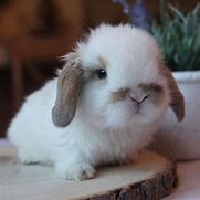 Image result for Fluffy Rabbit Babie Lots