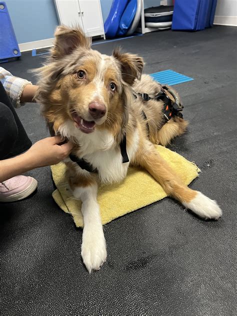 Vestibular Disease Archives - TheK9PT - Canine Rehabilitation & Wellness