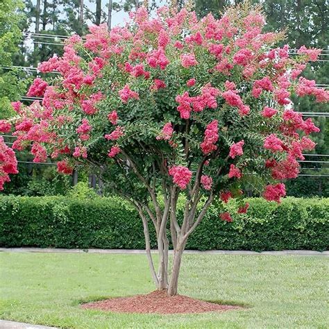 Rhododendron Sweetheart Tree Seeds, Pink Flowers, 10 Feet Tall at ...